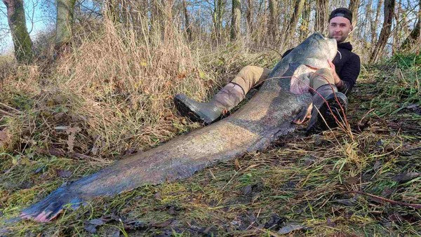 FANGMELDUNG: Gigantischer Silverster Waller mit 2,25 Meter!